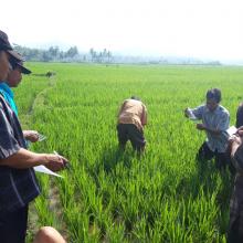   Mahasiswa KKN UNY K099 yang bertugas di Desa Mlaran, Purworejo mengadakan acara penyuluhan pertanian dengan mendatangkan dua penyuluh dari kecamatan. Acara penyuluhan tersebut diikuti oleh 17 perwakilan petani dari RW 5 dan RW 4 Desa Mlaran, Kecamatan Gebang, Kabupaten Purworejo. Acara yang diadakan di salah satu rumah warga tersebut berlangsung dari pukul 09.00 sampai 12.00. Penyuluhan pertanian tersebut dilakukan berdasarkan keluhan warga RW 5 dan RW 4 yang meminta diadakannya penyuluhan karena sebagian